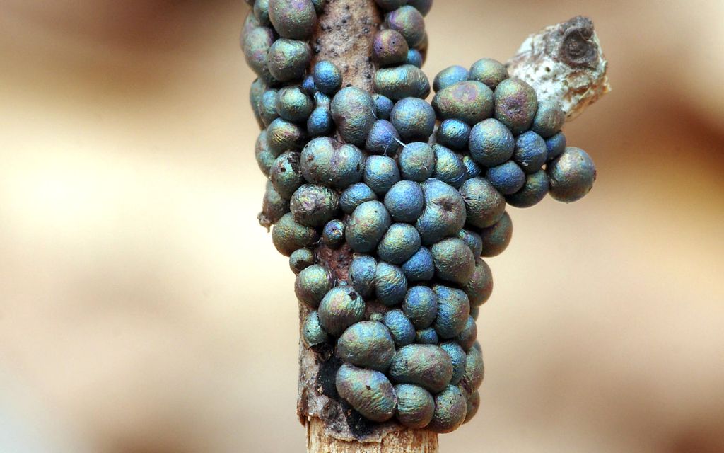 Diacheopsis metallica